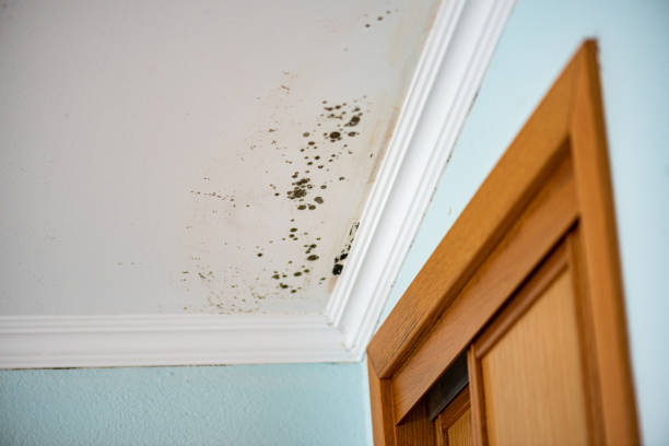 Crawl Space Mold Removal in Roma, TX