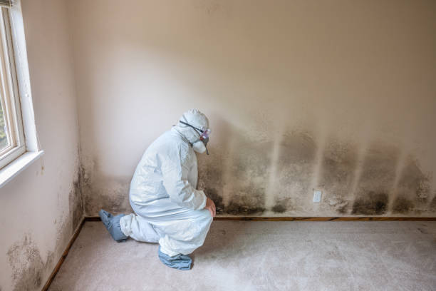 Trusted Roma, TX Mold Removal Experts